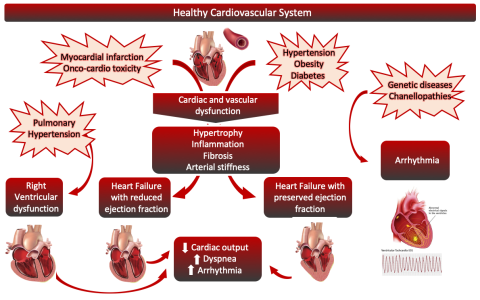 système cardiovasculaire